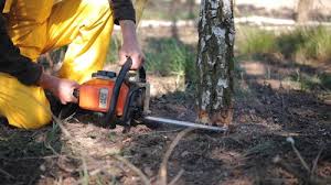 Best Tree Disease Treatment  in Lampasas, TX