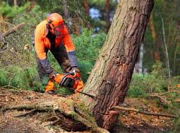 Best Storm Damage Tree Cleanup  in Lampasas, TX