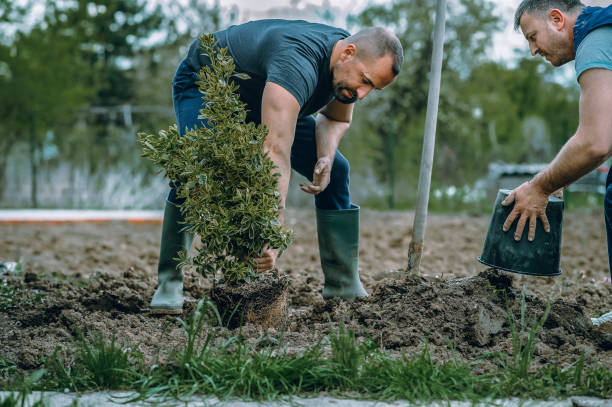 Best Tree Trimming and Pruning  in Lampasas, TX