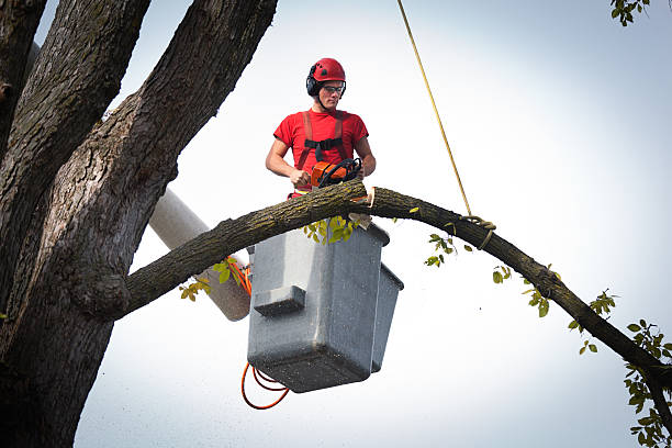 Best Tree Trimming and Pruning  in Lampasas, TX