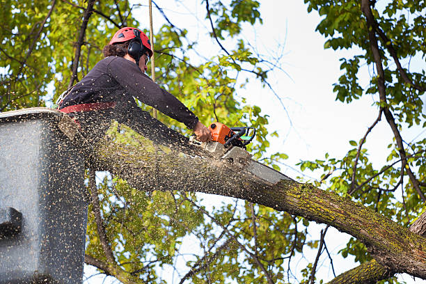 Best Tree Mulching  in Lampasas, TX